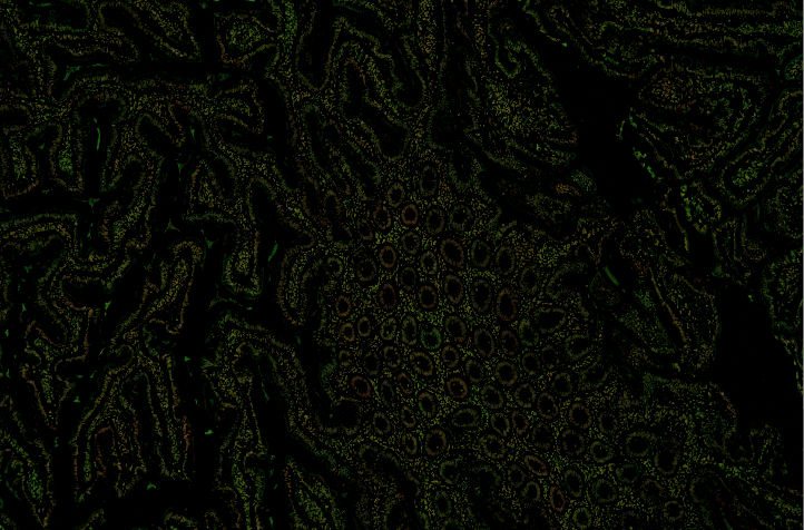A black and green background Description automatically generated
