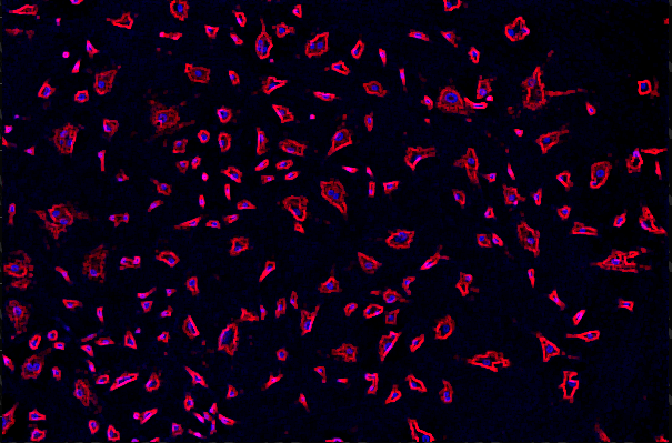 A black background with pink and blue spots Description automatically generated