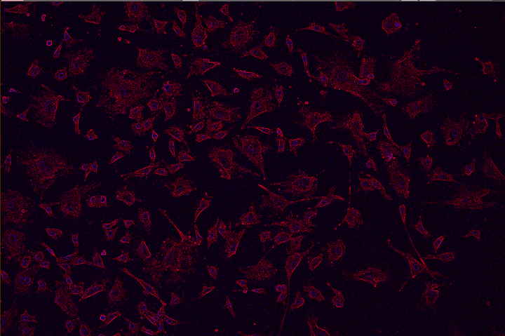 A black background with pink leaves Description automatically generated