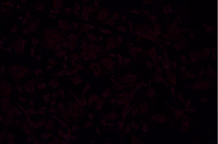 A black background with pink spots Description automatically generated