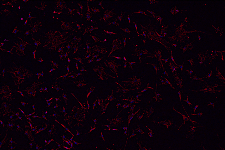 A black background with red and blue lines Description automatically generated with medium confidence