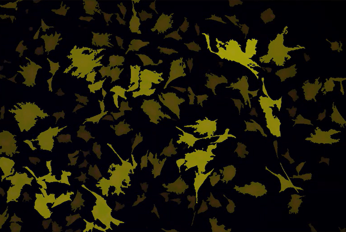 A black background with yellow and green leavesDescription automatically generated