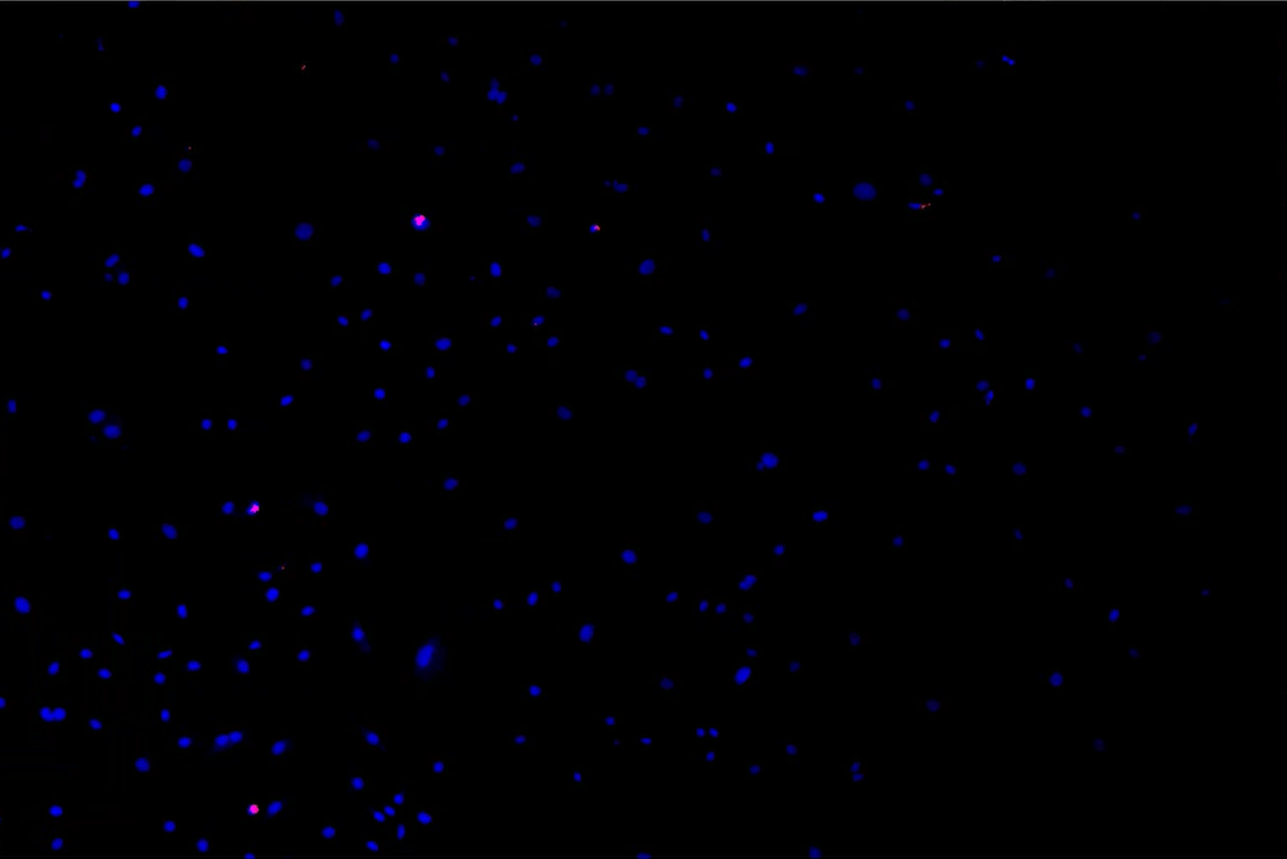 A blue and purple dotsDescription automatically generated with medium confidence