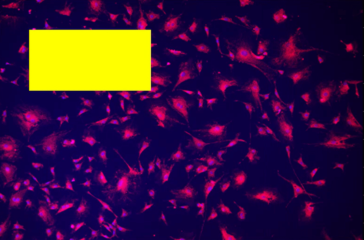 A close-up of a cell Description automatically generated