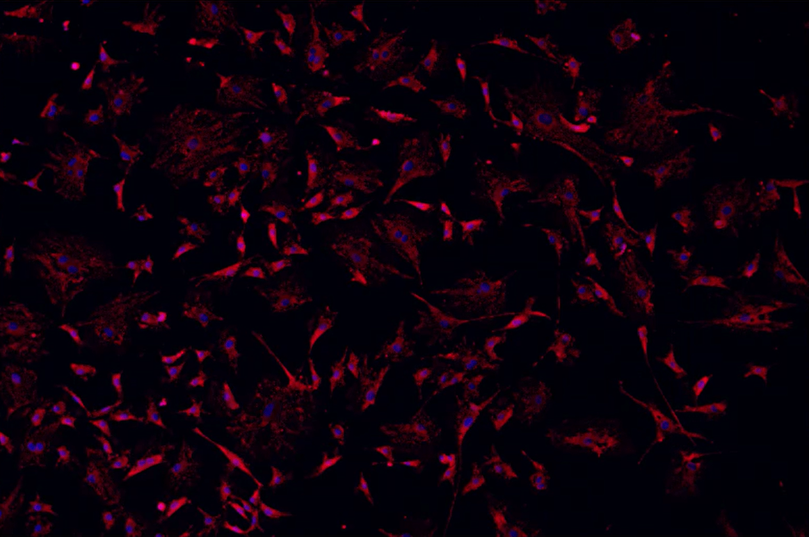 A close up of a cell Description automatically generated with medium confidence