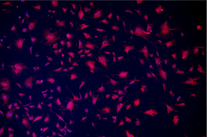 A close-up of a cell Description automatically generated