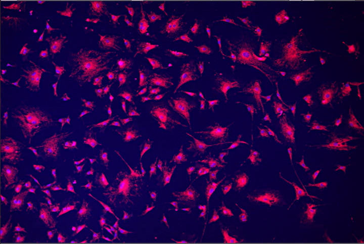 A close-up of a cell Description automatically generated