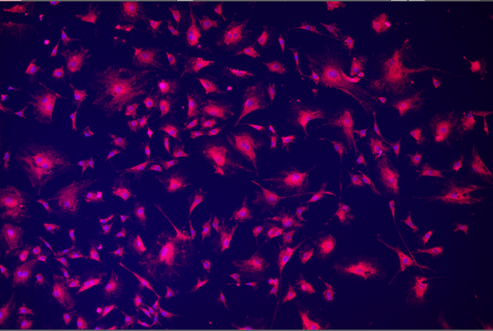 A close-up of a cell Description automatically generated