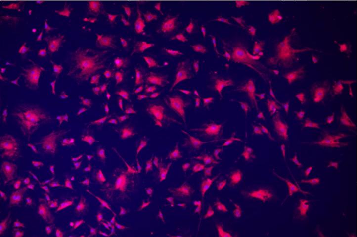 A close-up of a cell Description automatically generated