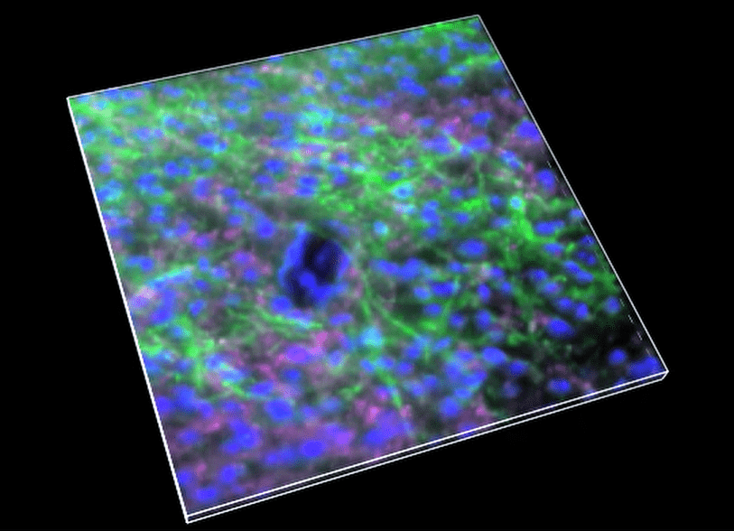 A close-up of a cell Description automatically generated