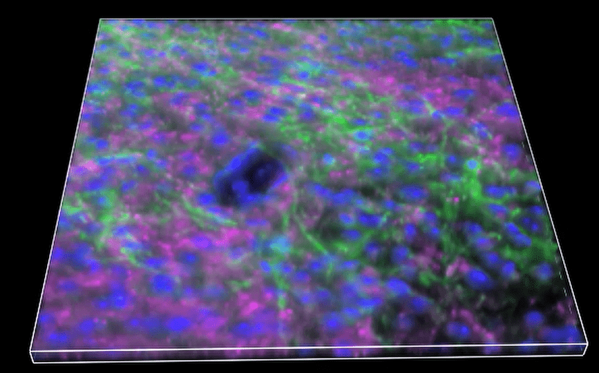 A close-up of a cell Description automatically generated