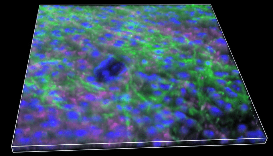 A close-up of a cell Description automatically generated