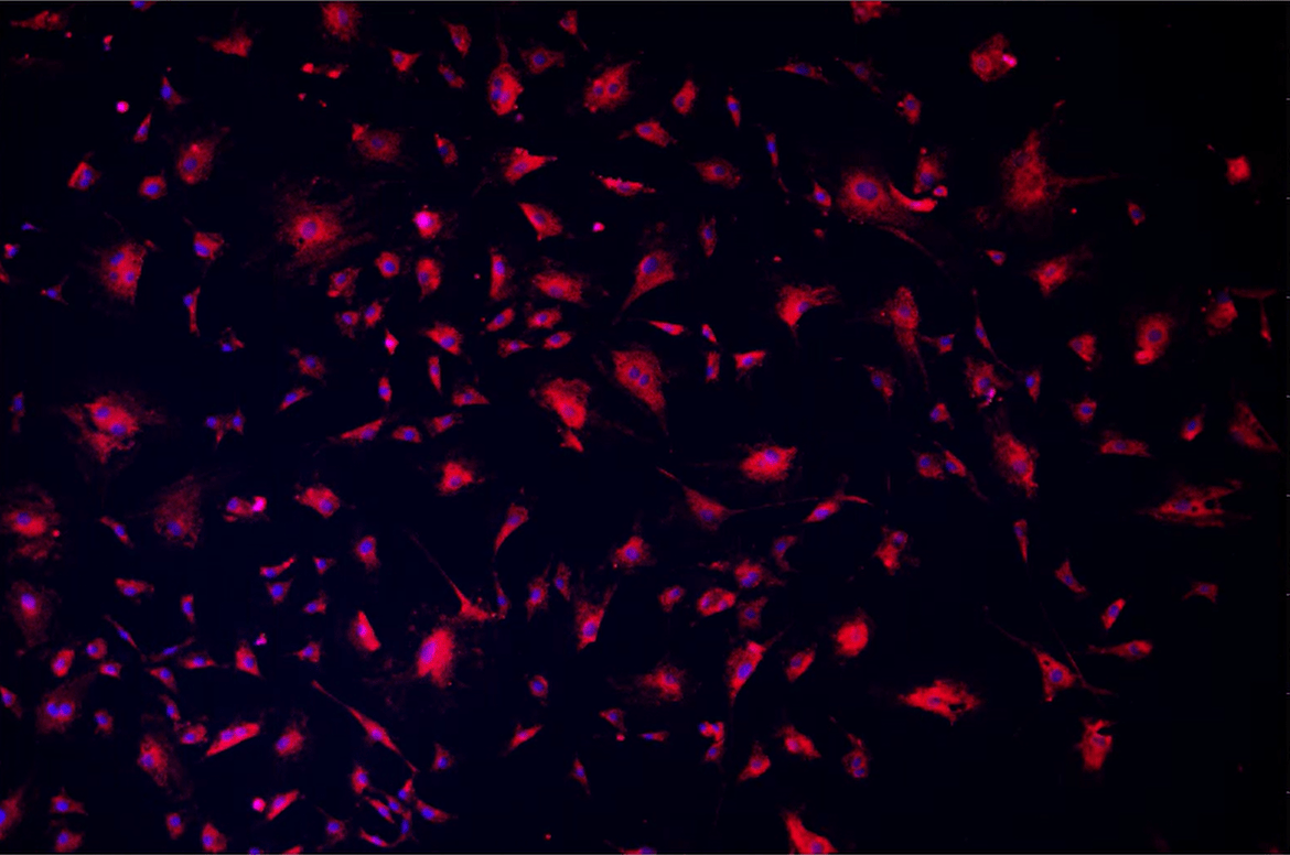 A close up of a cellDescription automatically generated