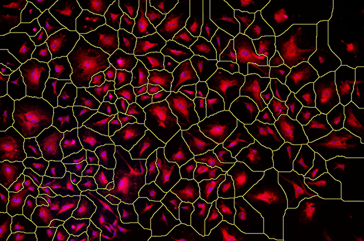 A close up of a cell Description automatically generated