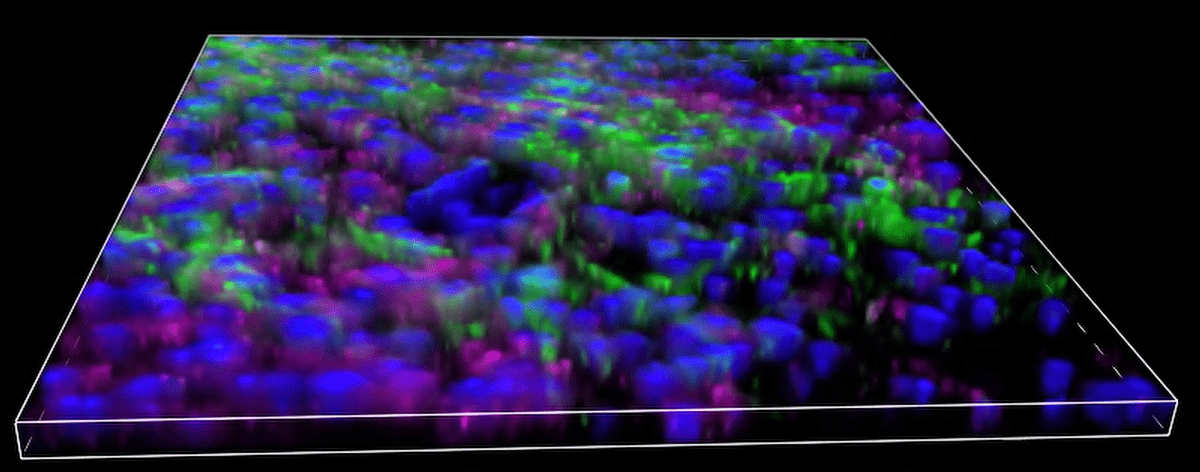 A close-up of a colorful background Description automatically generated