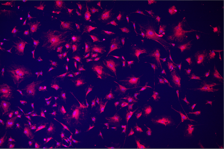 A close-up of a pink and purple background Description automatically generated with medium confidence