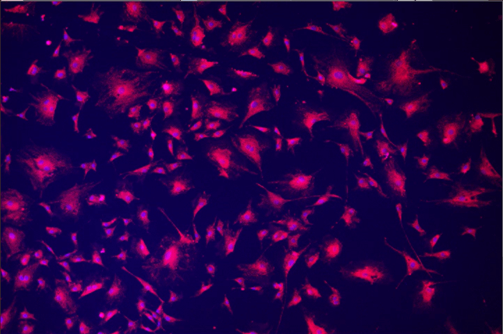 A close-up of a pink and purple light Description automatically generated with medium confidence