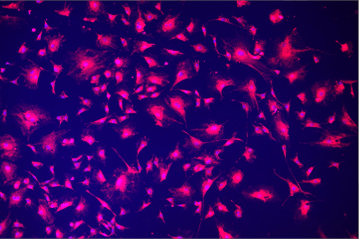 A close-up of a pink light Description automatically generated