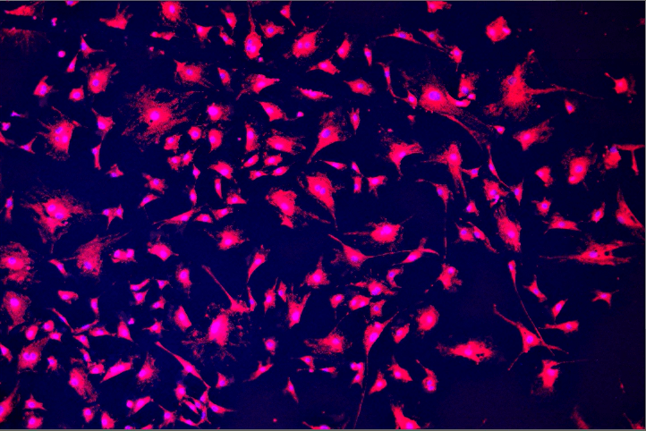 A close-up of a pink light Description automatically generated