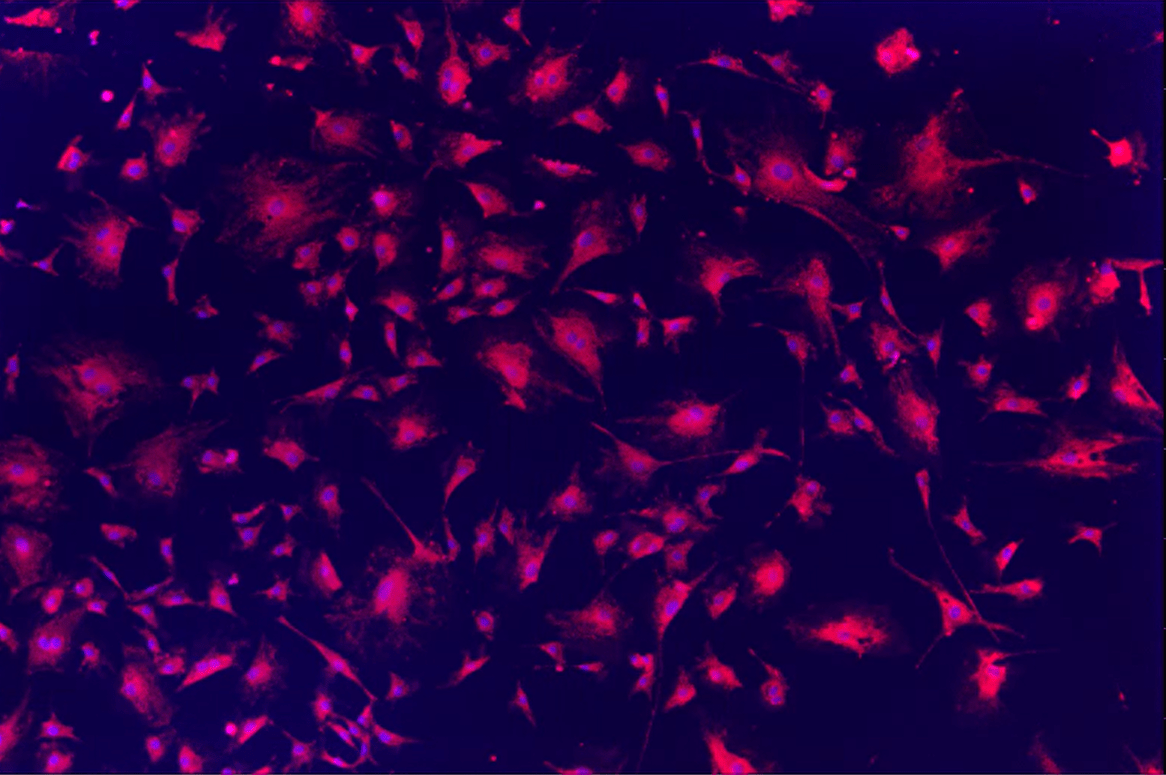 A close up of a purple and black background Description automatically generated with medium confidence