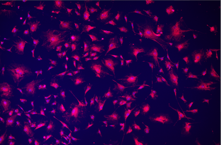 A close up of a purple and black background Description automatically generated with medium confidence