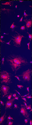 A close-up of a purple and pink cell Description automatically generated