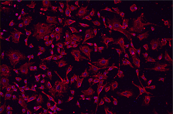 A close up of a red and purple background Description automatically generated with medium confidence