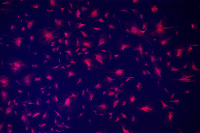 A pink and purple background Description automatically generated with medium confidence