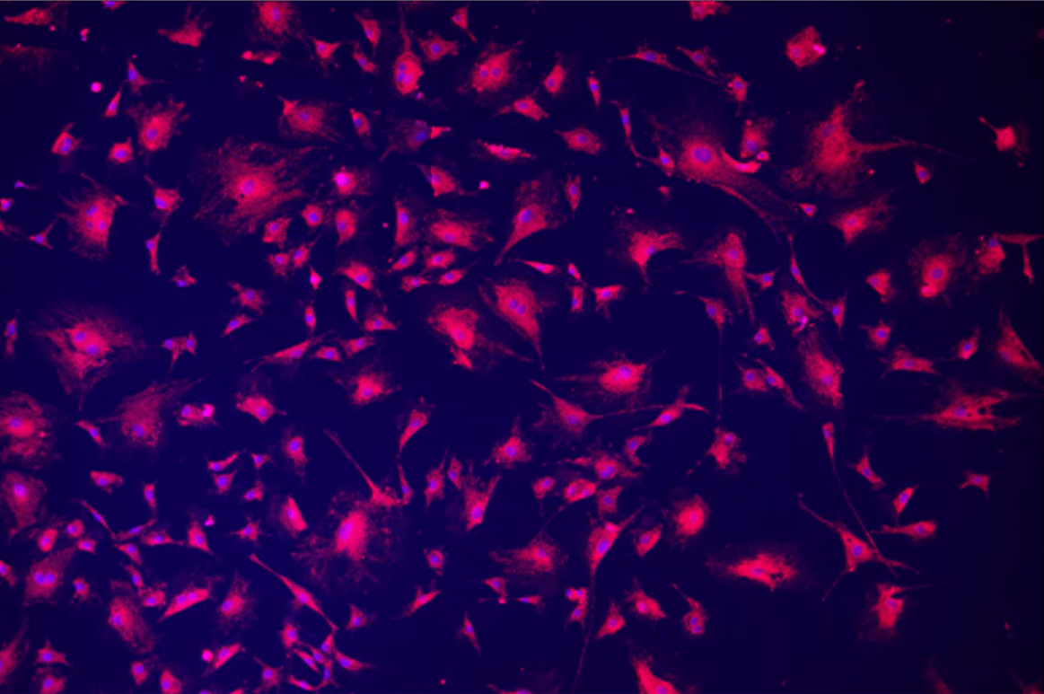 A pink and purple cells Description automatically generated with medium confidence
