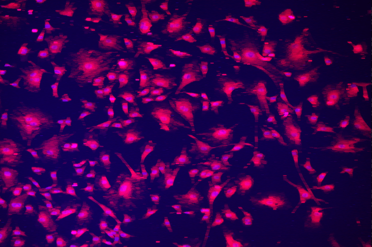 A pink and purple light Description automatically generated with medium confidence