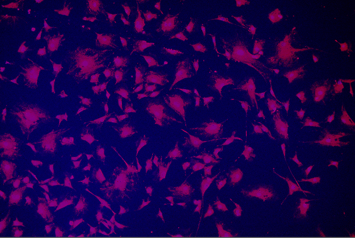 A purple and black background Description automatically generated