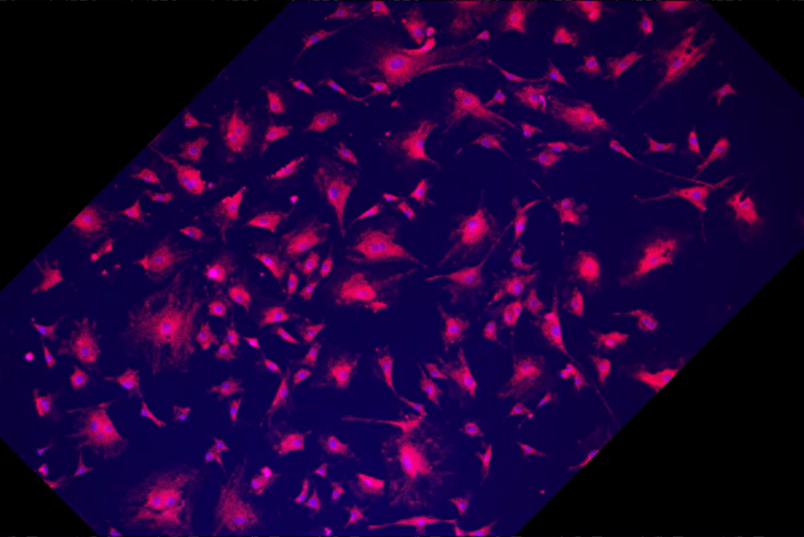 A purple and black background Description automatically generated