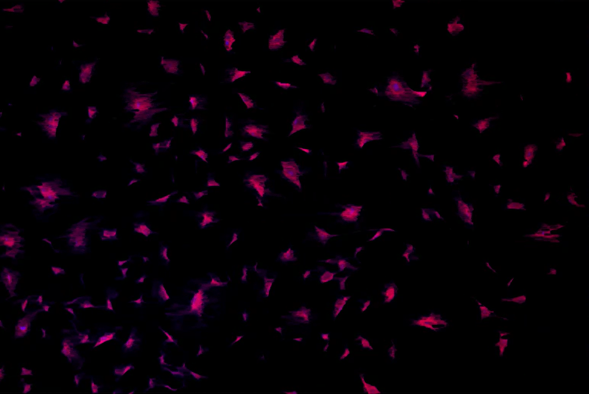 A purple and black backgroundDescription automatically generated with medium confidence