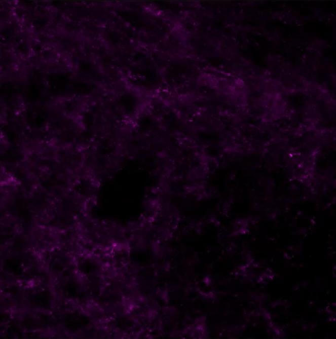 A purple and black background Description automatically generated