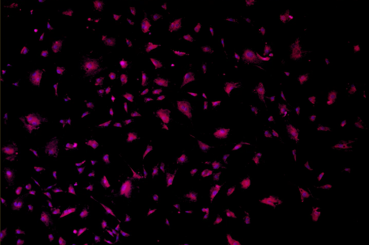 A purple and black background Description automatically generated with medium confidence