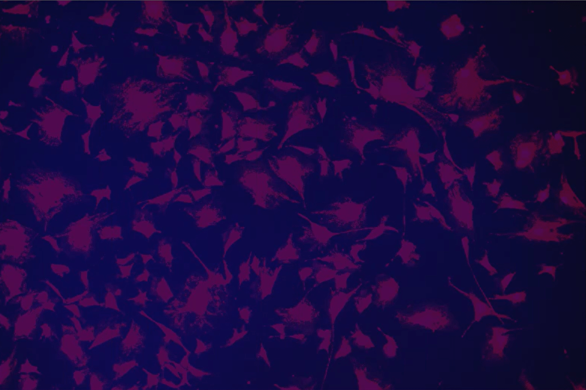 A purple and blue backgroundDescription automatically generated