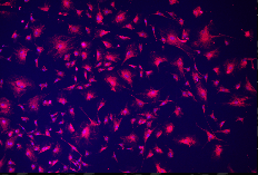 A purple and pink lights Description automatically generated with medium confidence