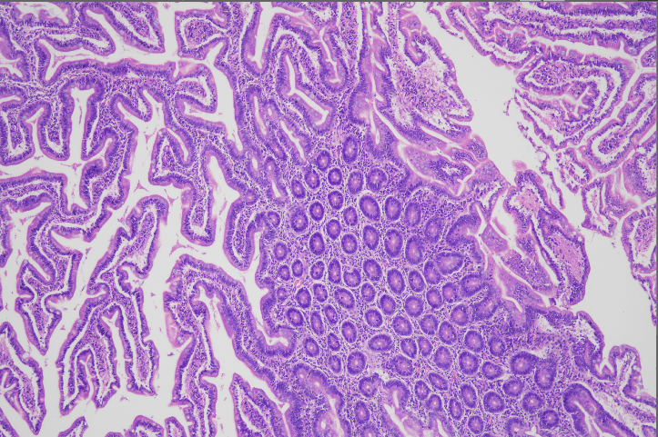 A purple and white background Description automatically generated