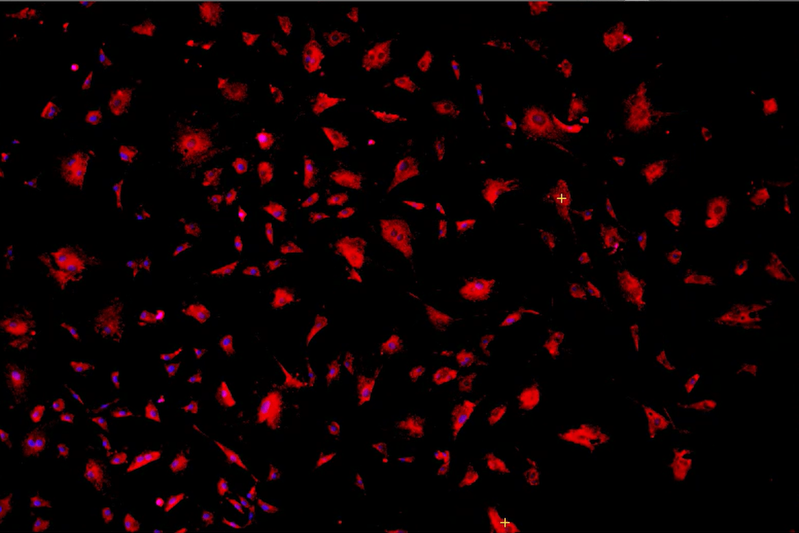 A red and black backgroundDescription automatically generated