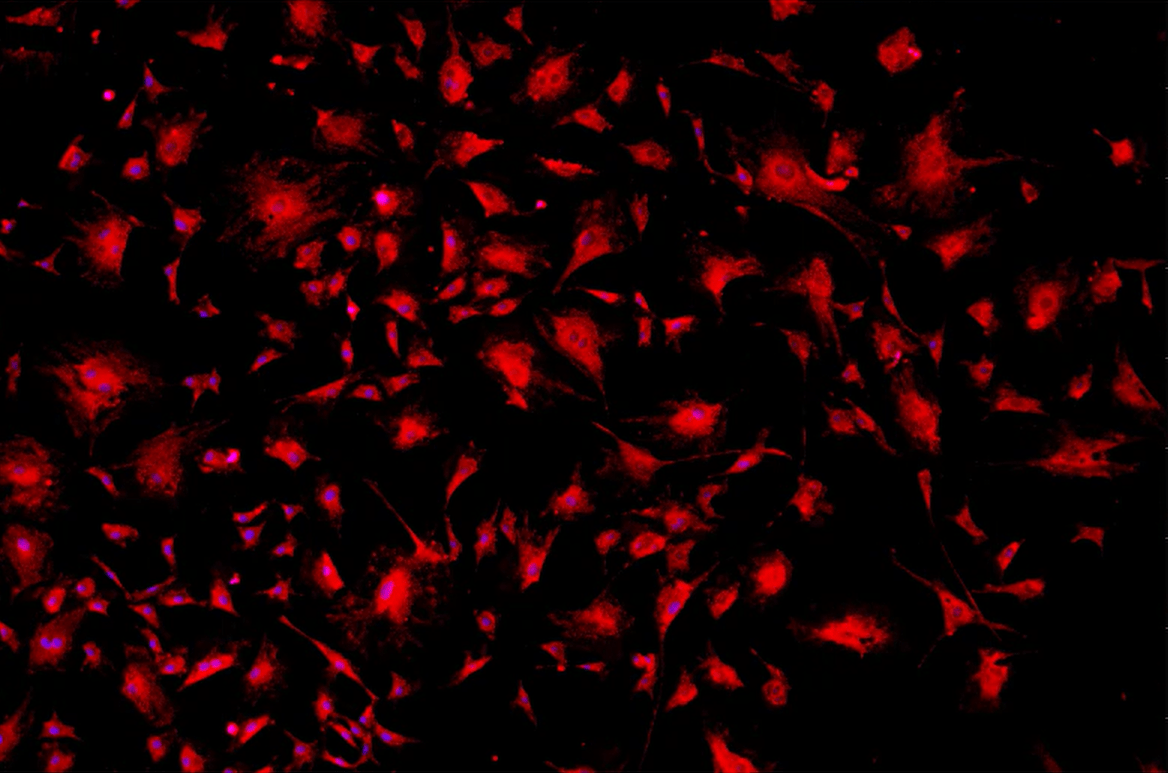 A red and black backgroundDescription automatically generated