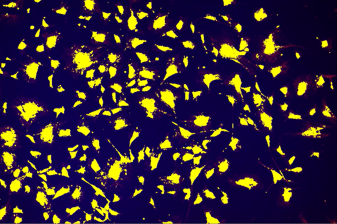 A yellow and black backgroundDescription automatically generated with medium confidence