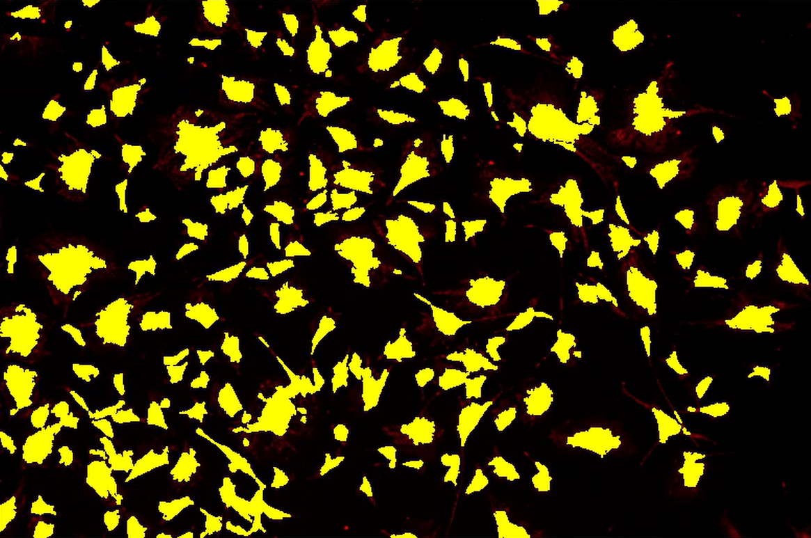 A yellow and black background Description automatically generated