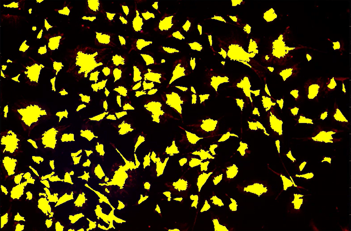 A yellow and black background Description automatically generated