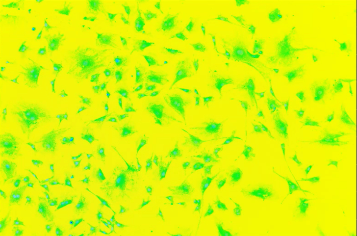 A yellow and green backgroundDescription automatically generated
