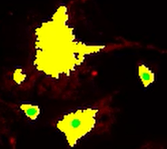 A yellow and green spots on a black backgroundDescription automatically generated