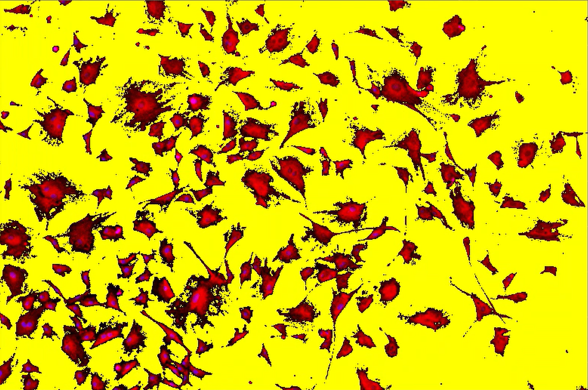 A yellow background with red spotsDescription automatically generated