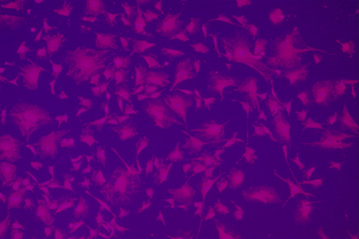 Purple and purple background with small flowersDescription automatically generated with medium confidence