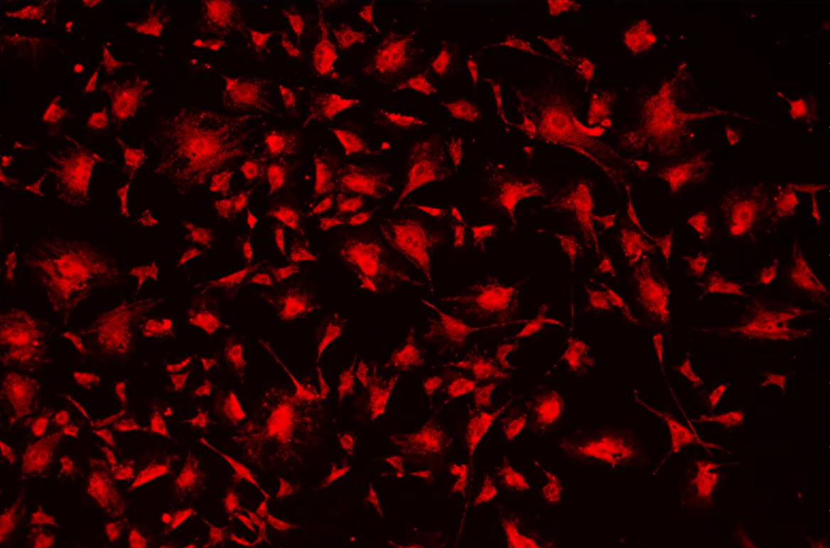 Red light on a black backgroundDescription automatically generated