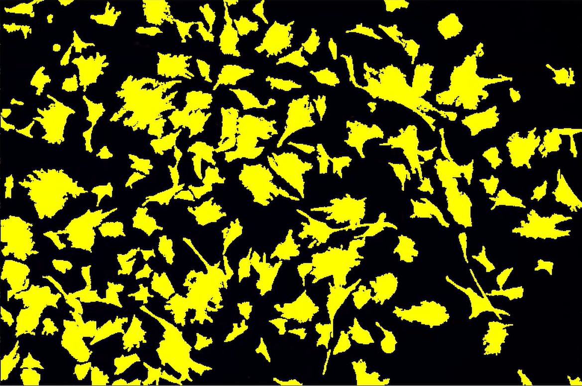 Yellow and black background with yellow leavesDescription automatically generated