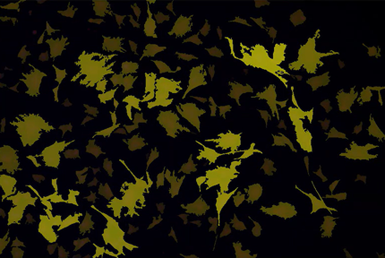 A black background with yellow and green leaves Description automatically generated